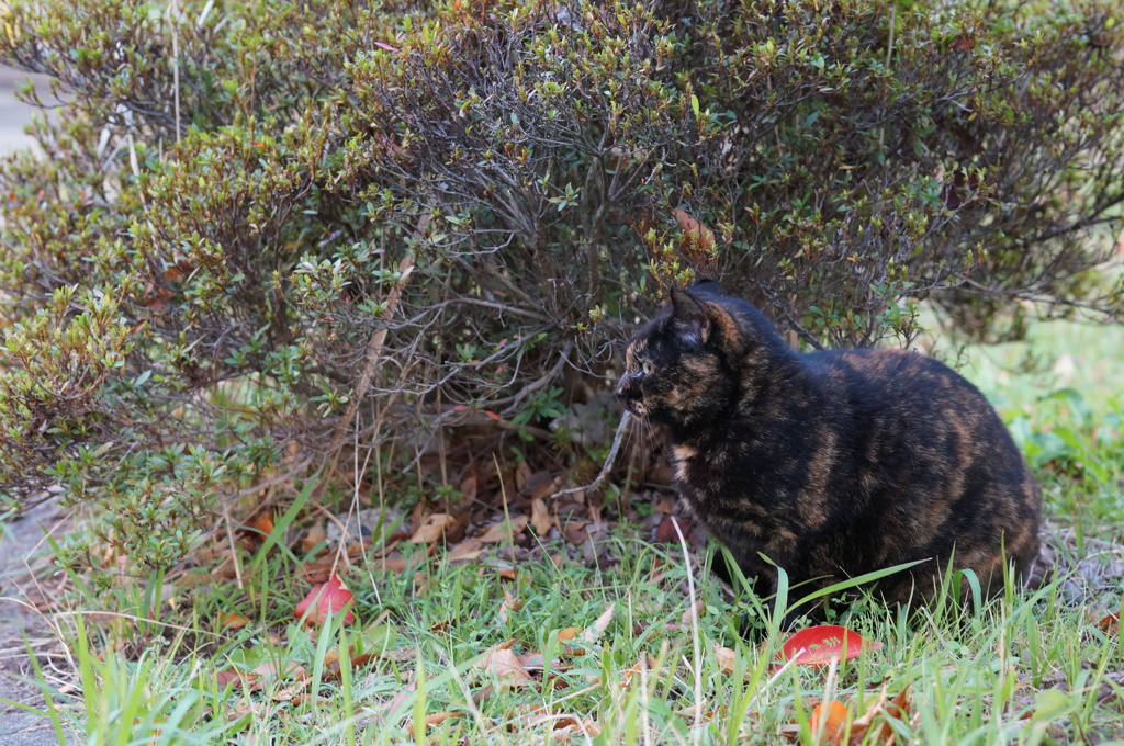 11月17日・朝のご近所猫③