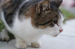 11月28日・朝のご近所猫②