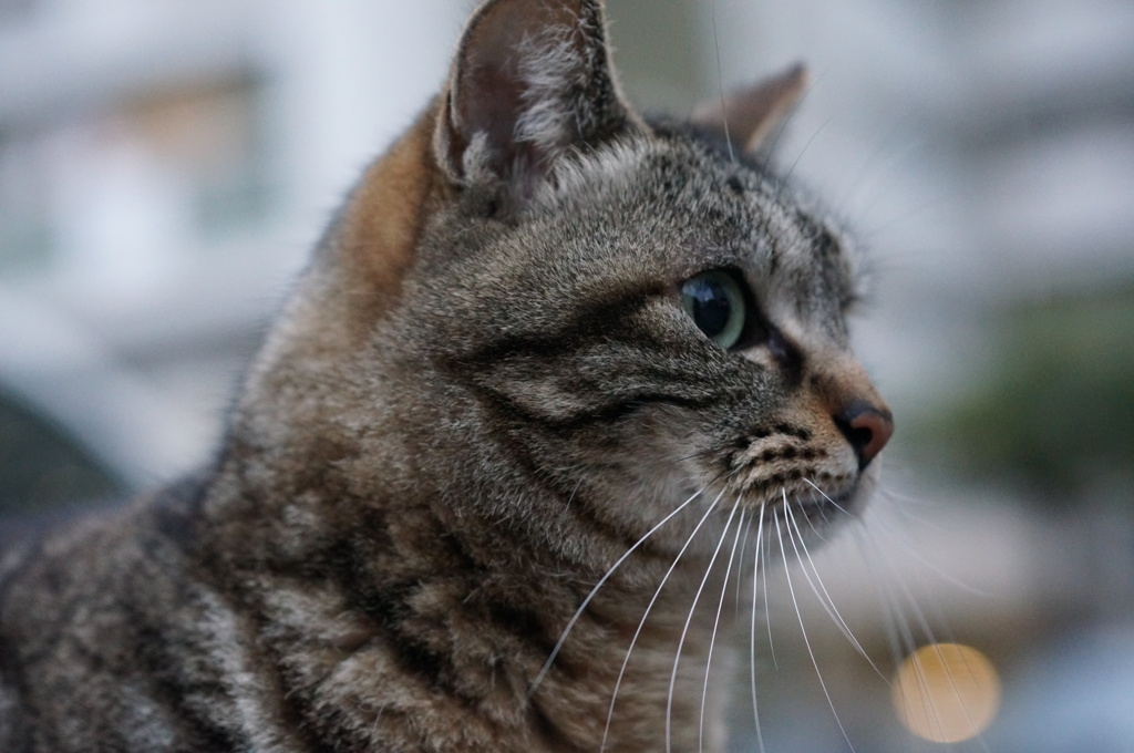 2018 ご近所猫_067