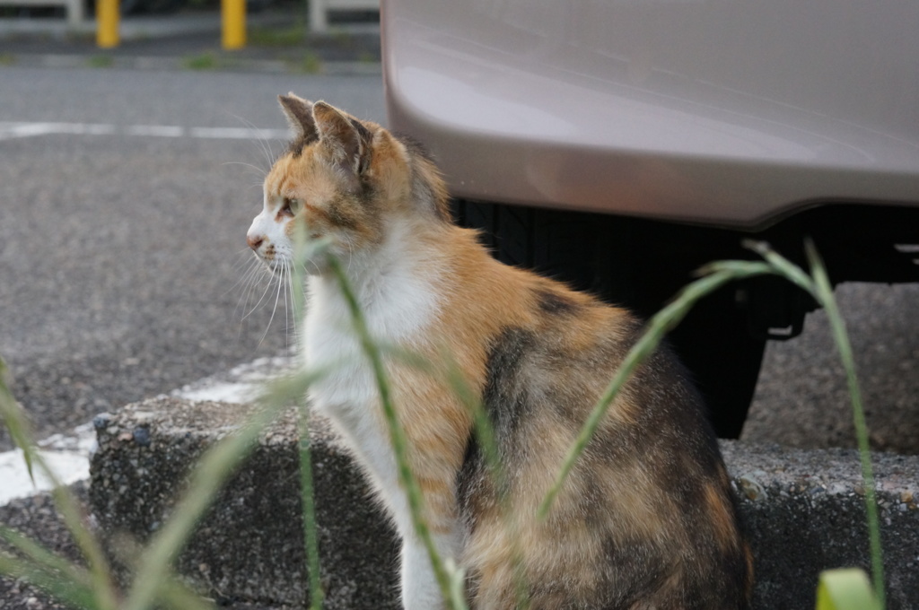 2018年 ご近所猫_223