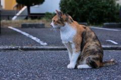 10月2日朝の、ご近所猫