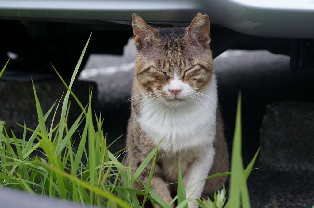 2018年 ご近所猫_238