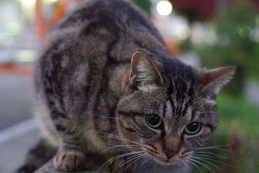 11月25日・朝のご近所猫②