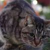 11月25日・朝のご近所猫②