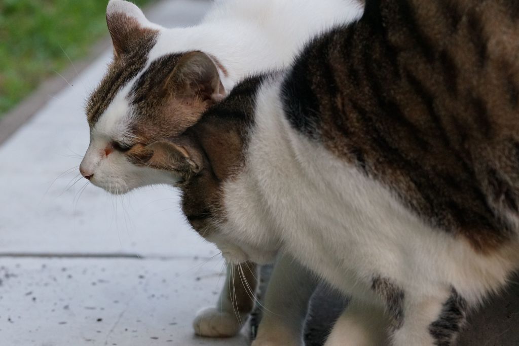 11月10日・朝のご近所猫③