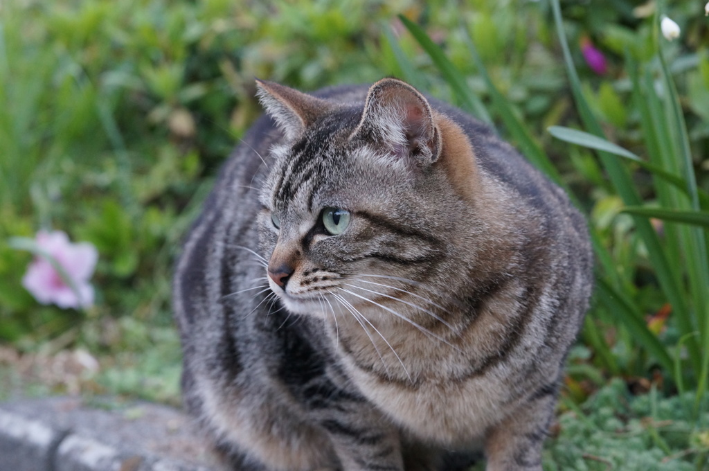 2018年 ご近所猫_150