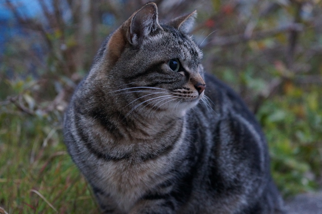2018 ご近所猫_002