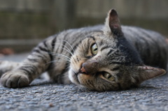 朝、逢った猫 9月7日