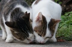 10月10日、朝のご近所猫 ③