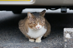 10月24日、朝のご近所猫 ①