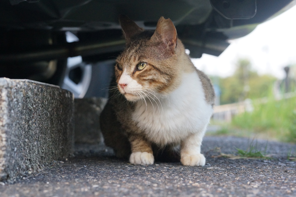 2018年 ご近所猫_229