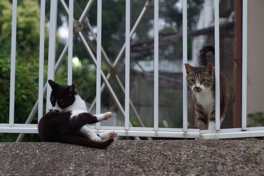 朝、逢った猫 7月1日 (2)