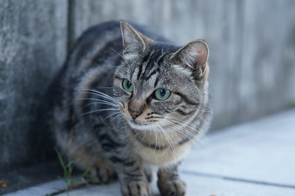 10月27日、朝のご近所猫 ①