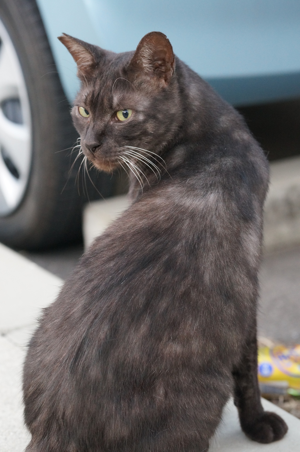 11月3日・朝のご近所猫②