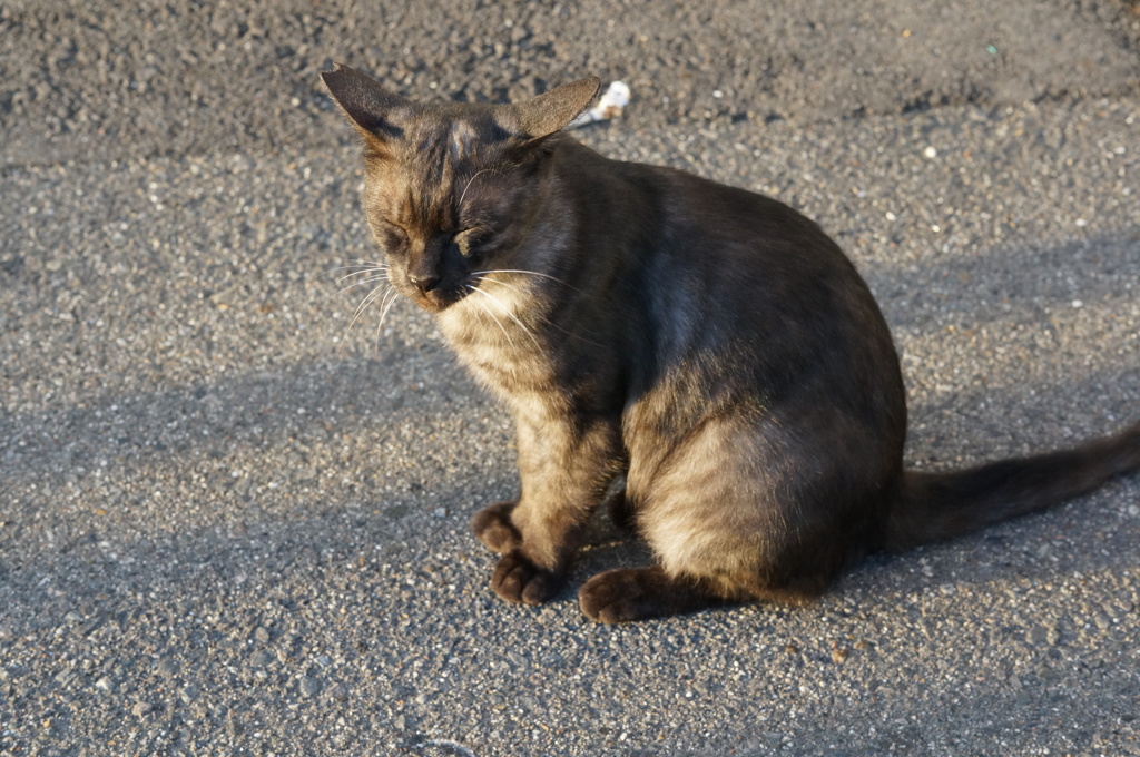朝、逢った猫 9月13日 (3)