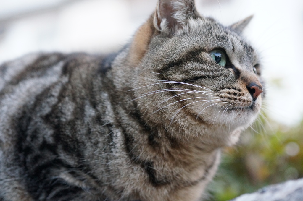 2018 ご近所猫_040