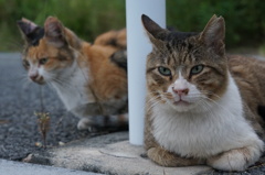 朝、逢った猫達 9月14日