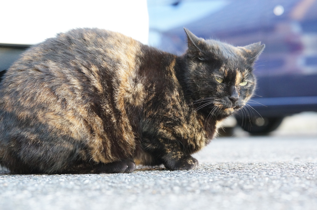 10月31日、朝のご近所猫 ②
