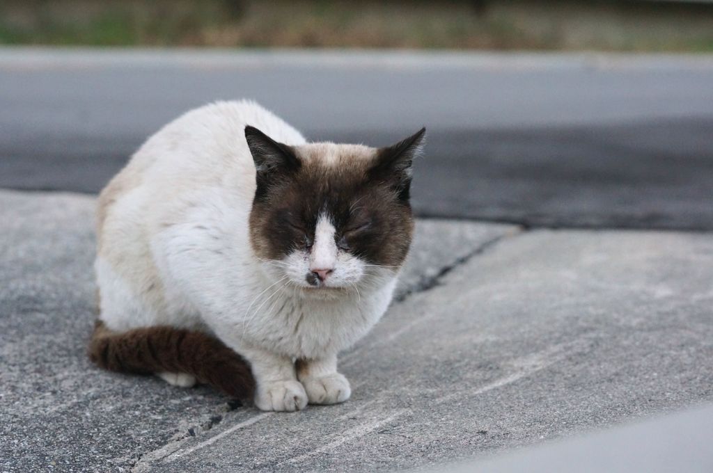 2018 ご近所猫_083