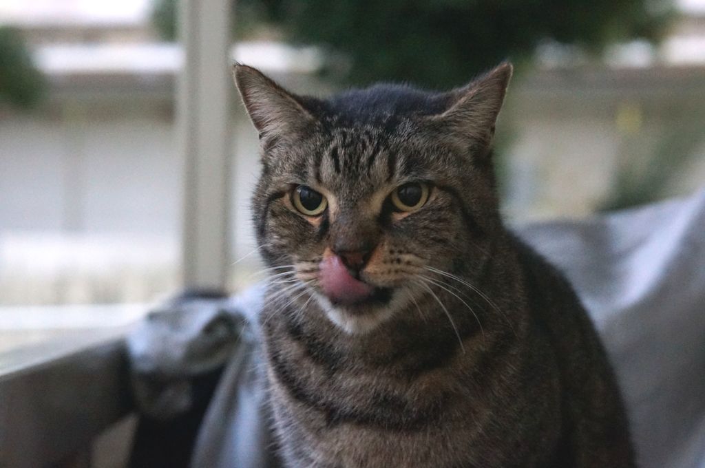 11月10日・朝のご近所猫①