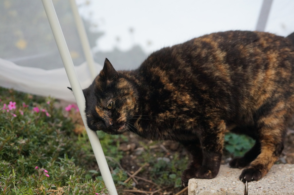 2018 ご近所猫_100