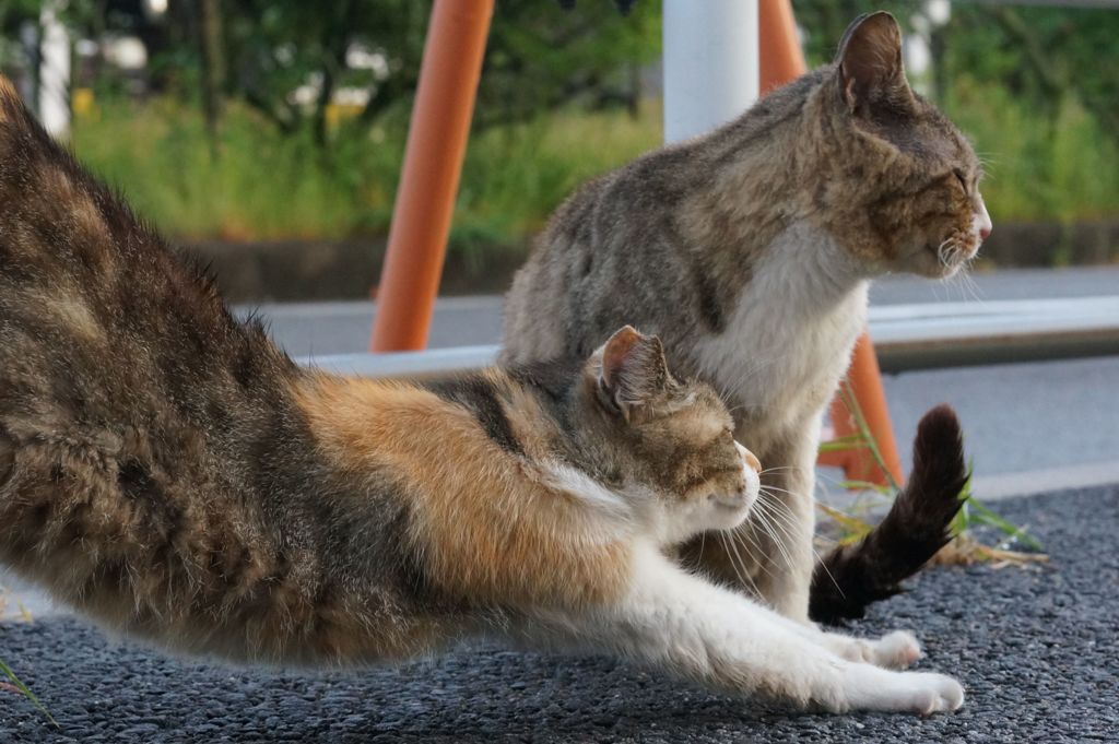 2018年 ご近所猫_208