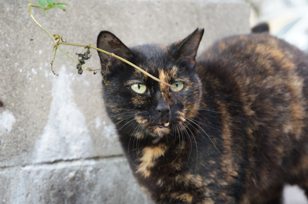 10月30日、朝のご近所猫