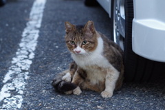 11月4日・朝のご近所猫①