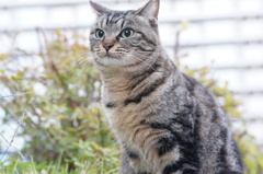 11月22日・朝のご近所猫①