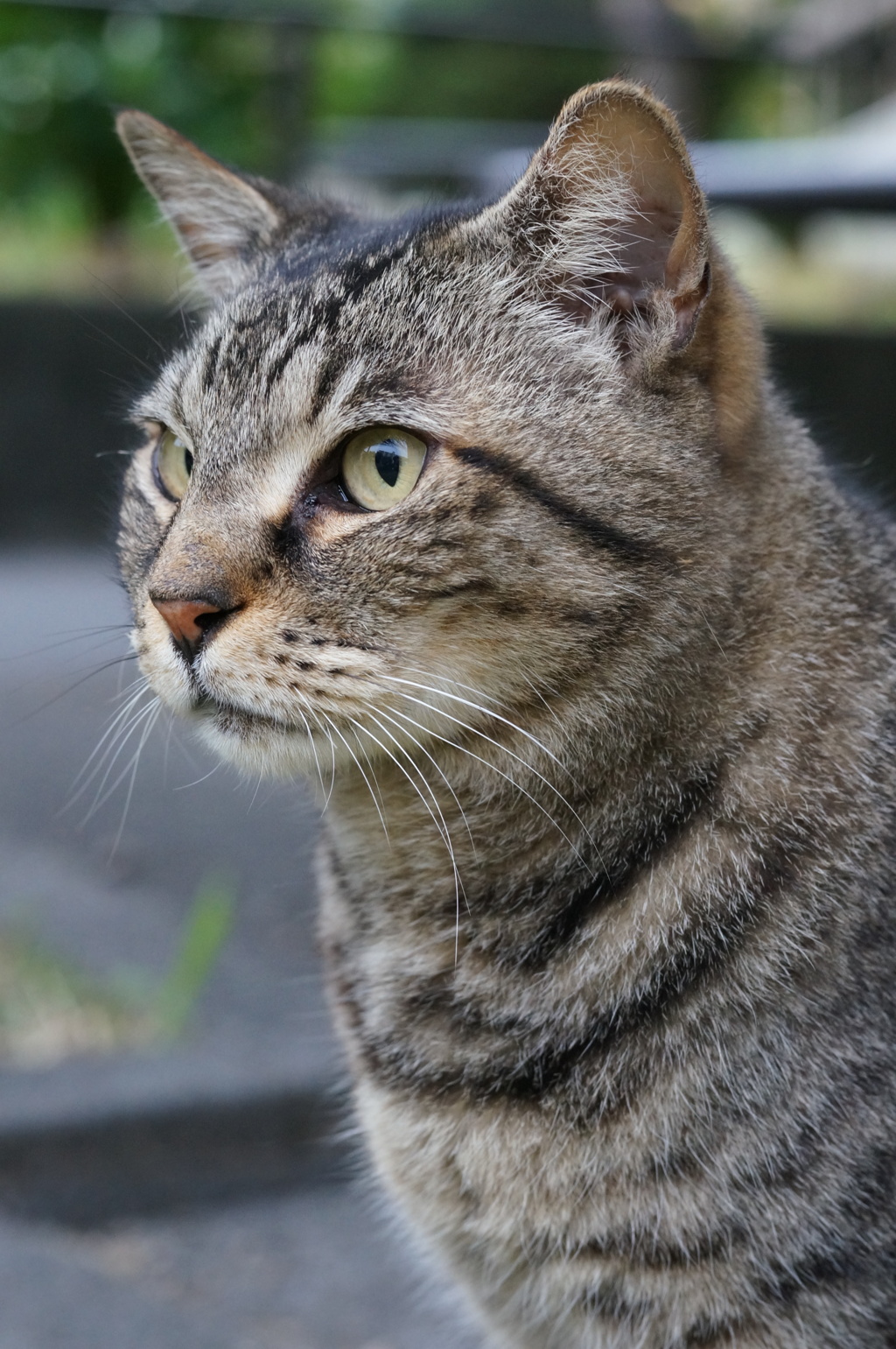 2018年 ご近所猫_260