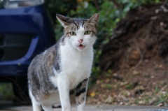 朝、逢った猫 9月18日 (1)