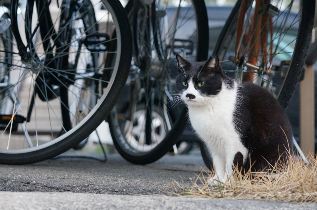 2018 ご近所猫_090