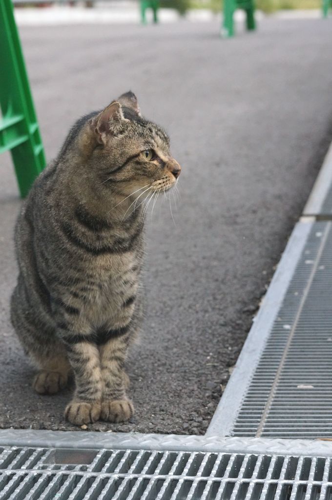 朝、逢った猫 9月27日