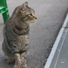 朝、逢った猫 9月27日
