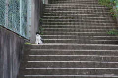 朝、逢った猫 9月22日 (2)