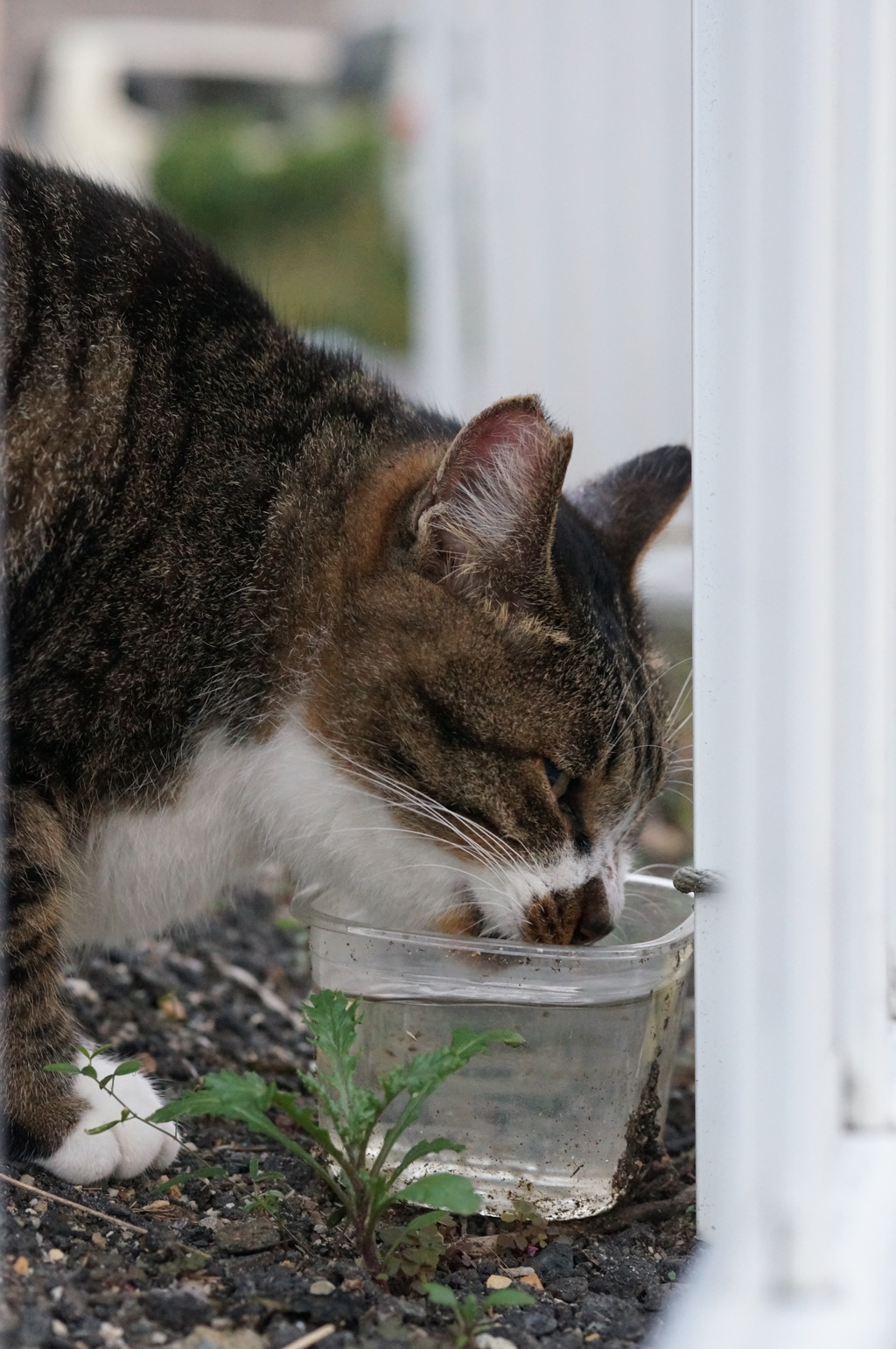 11月3日・朝のご近所猫①