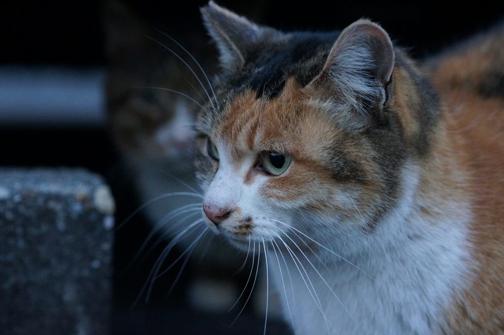 2018 ご近所猫_037