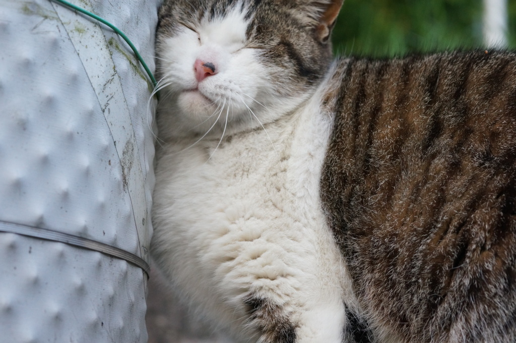 2018年 ご近所猫_195