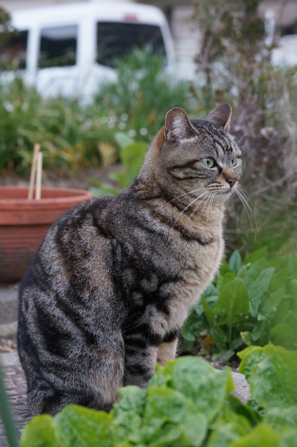 2018年 ご近所猫_120