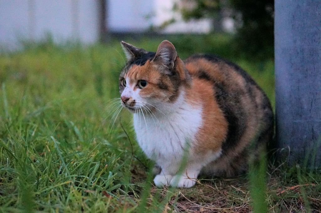 11月13日・朝のご近所猫①