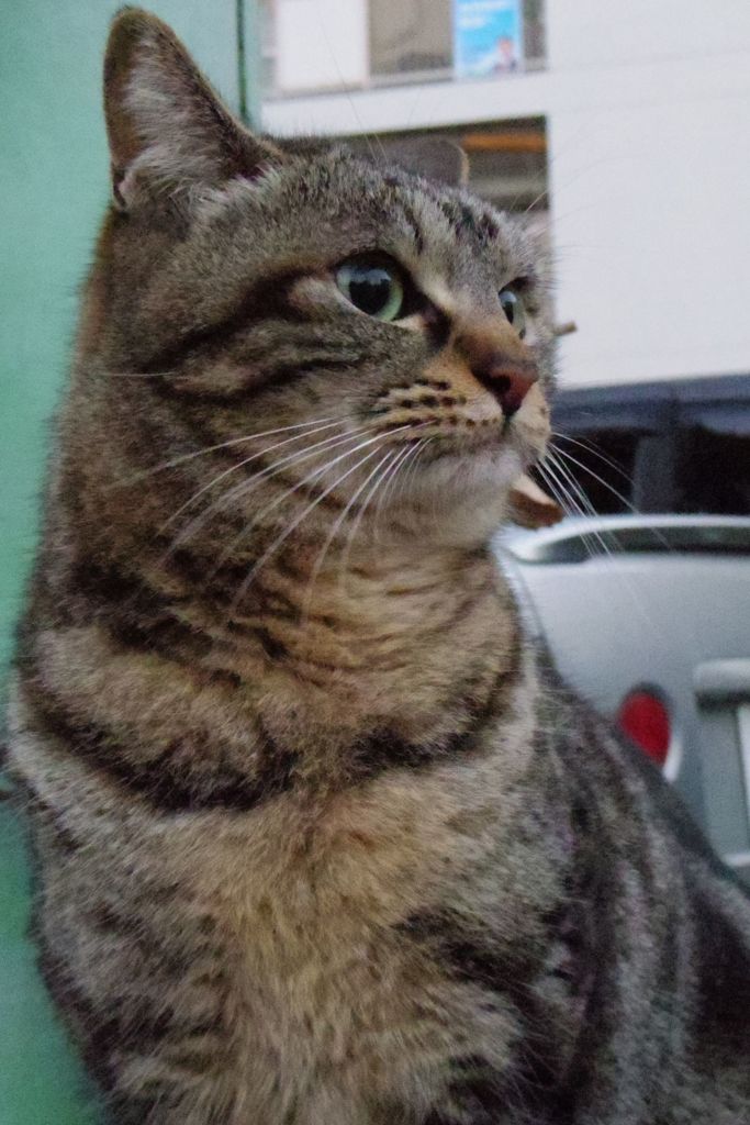 2018 ご近所猫_029