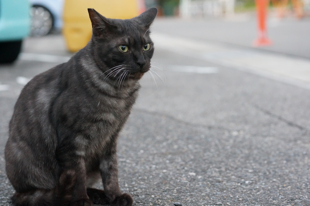 11月9日・朝のご近所猫