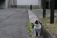 10月4日、朝のご近所猫①