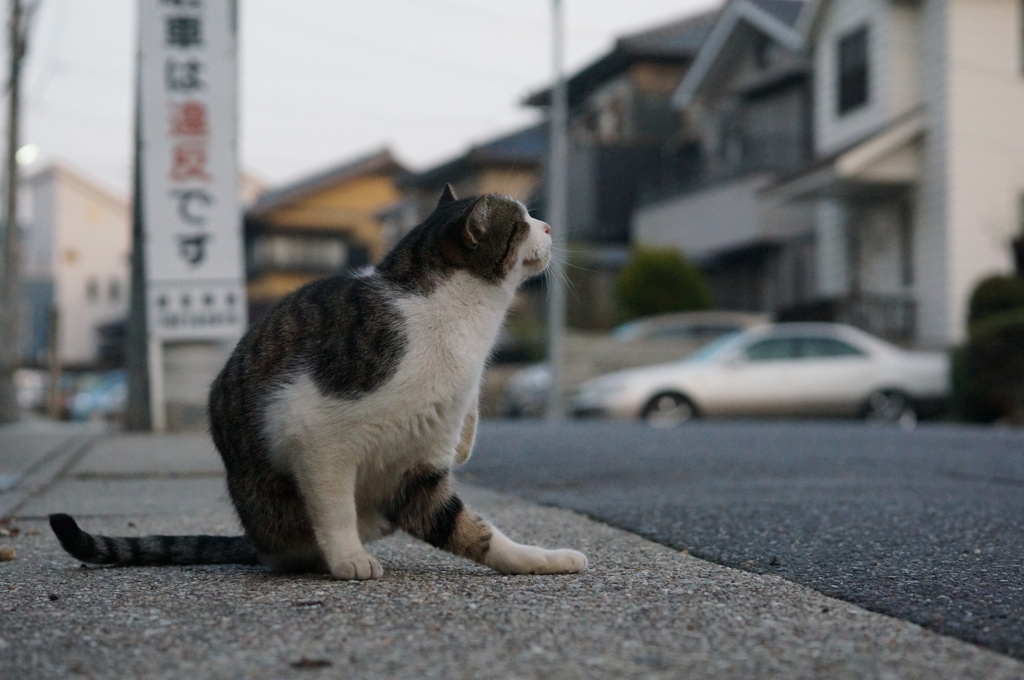 2018 ご近所猫_091