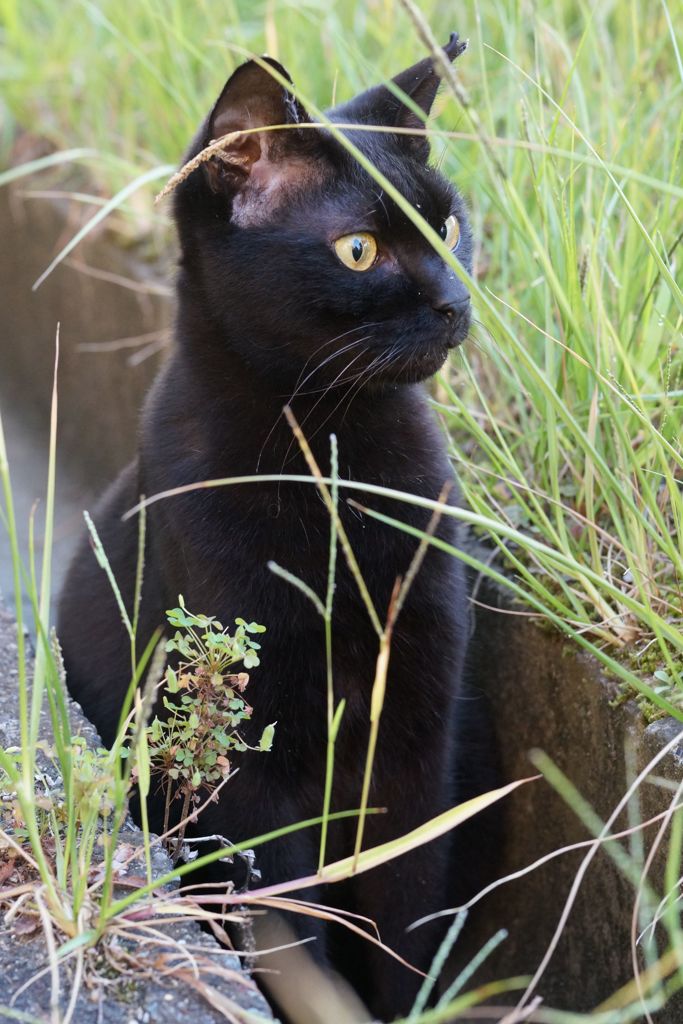 朝、逢った猫 9月26日