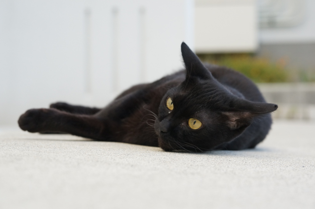 朝、　逢った猫 9月18日 (3)