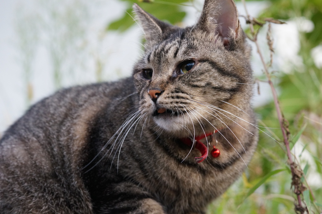 朝、逢った猫 9月22日 (1)