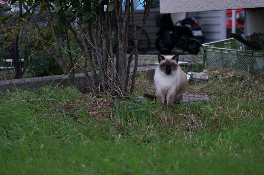10月23日、朝のご近所猫 ①