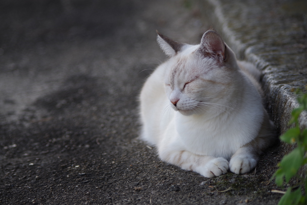 知人宅で、逢った猫 (2)