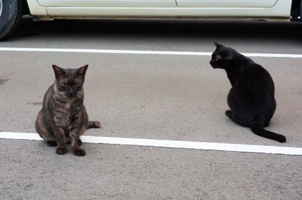 10月9日、朝のご近所猫 ②